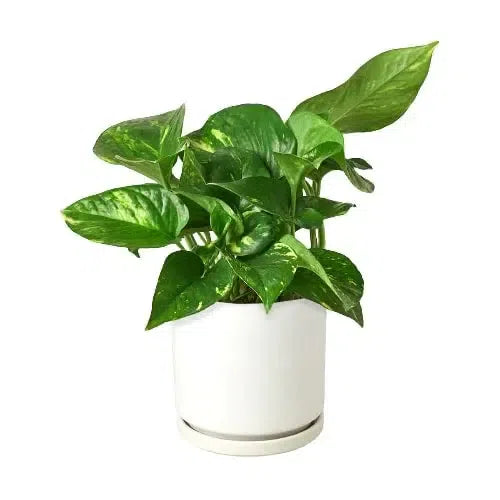 Pothos 'Golden'-Indoor Plants-4" Pot-White Cylinder-American Plant Supply