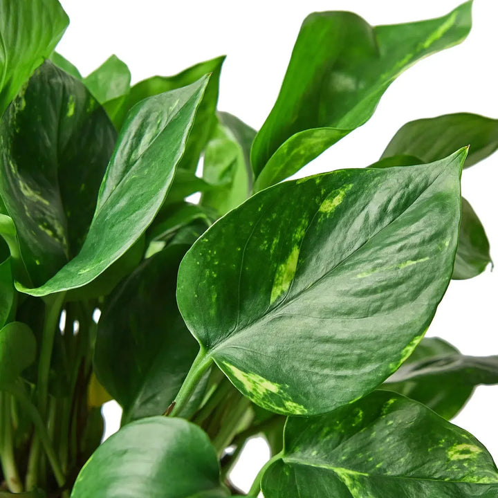 Pothos 'Golden'-Indoor Plants-American Plant Supply