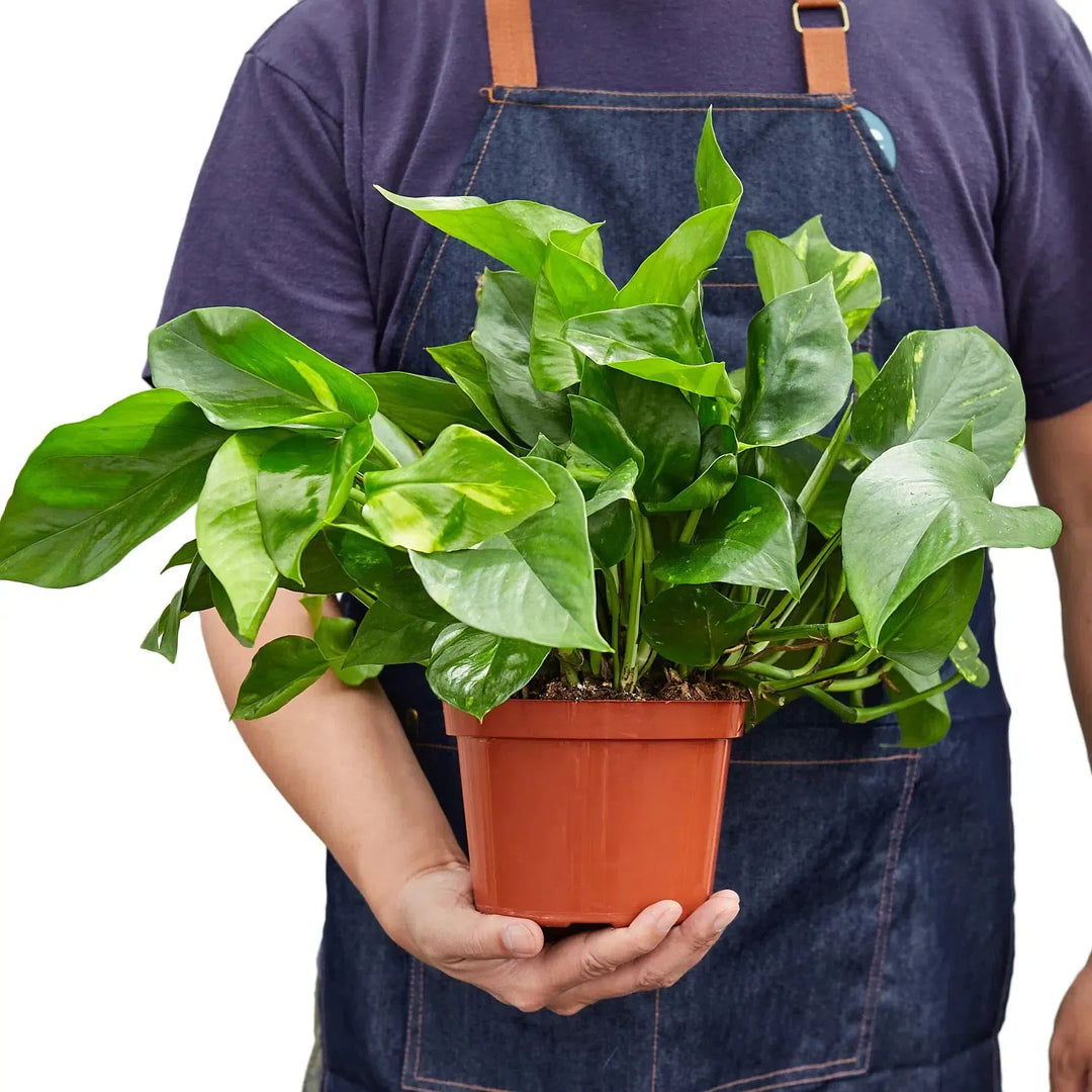 Pothos 'Golden'-Indoor Plants-American Plant Supply