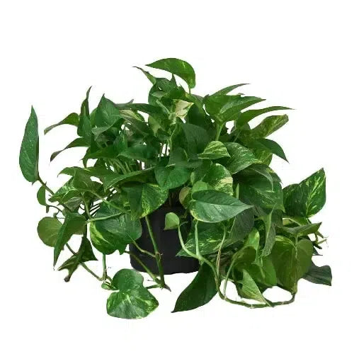 Pothos 'Golden'-Indoor Plants-American Plant Supply