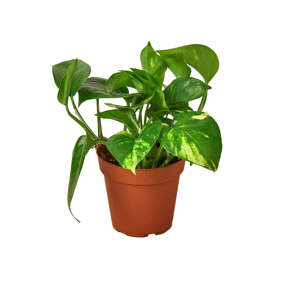 Pothos 'Golden'-Indoor Plants-American Plant Supply