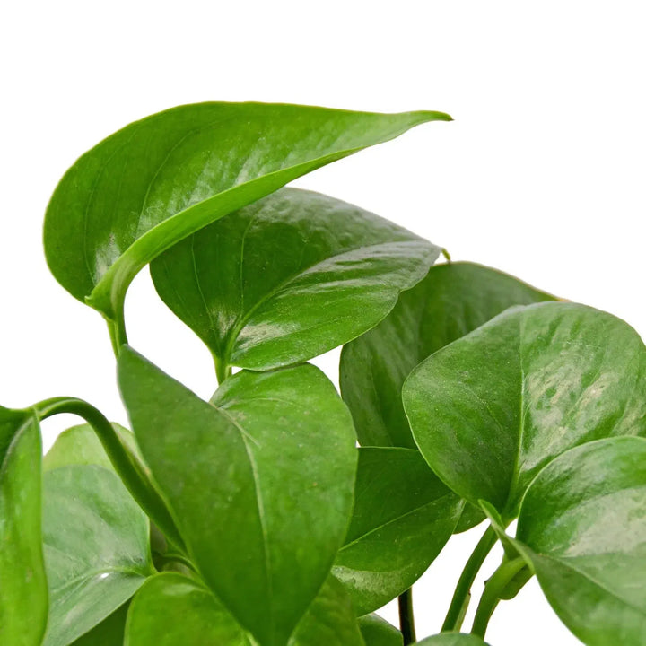 Pothos 'Green Queen'-Indoor Plants-American Plant Supply