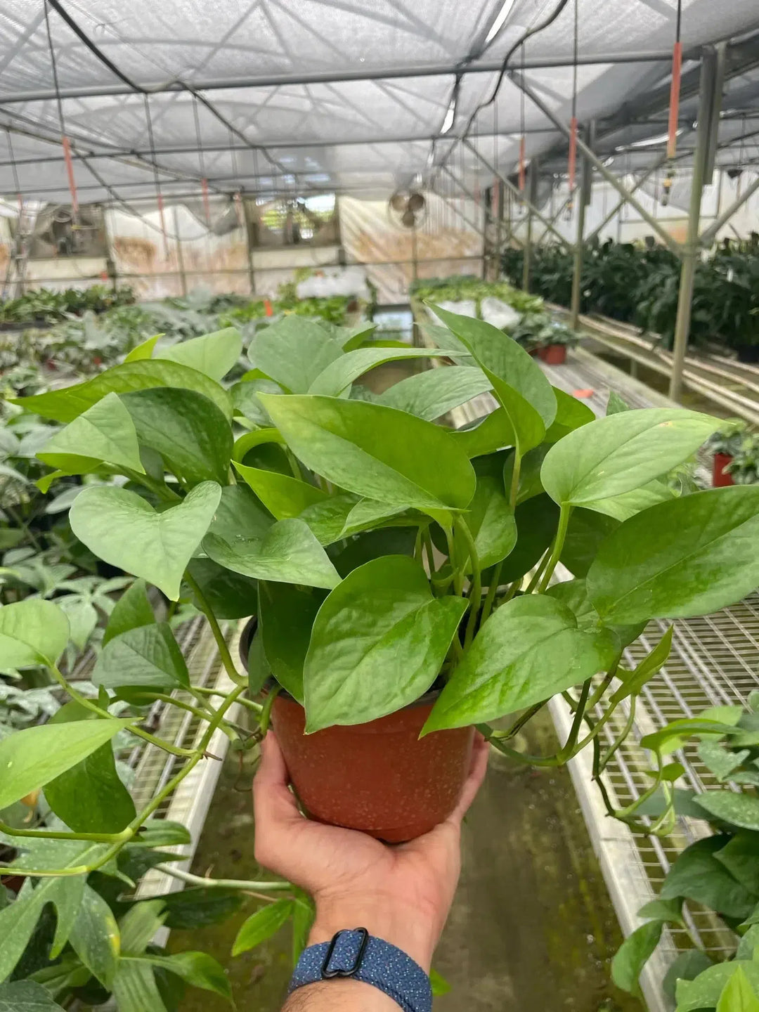 Pothos 'Green Queen'-Indoor Plants-American Plant Supply