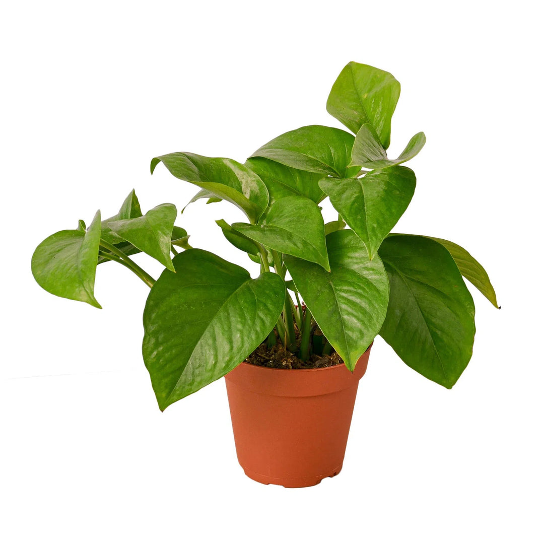 Pothos 'Green Queen'-Indoor Plants-American Plant Supply