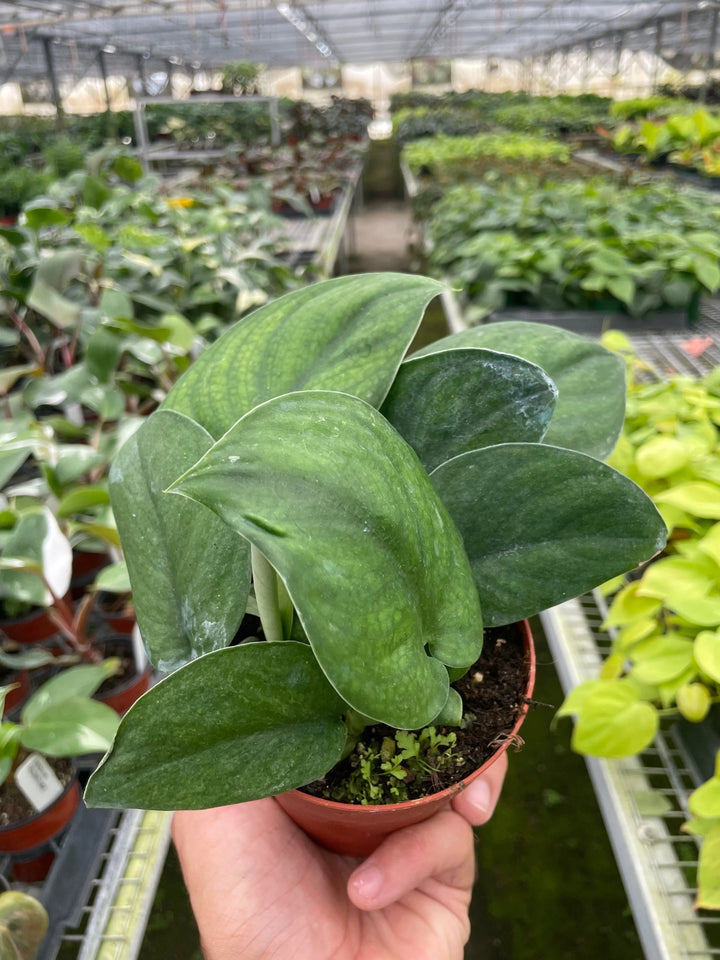 Pothos Jade Satin-American Plant Supply