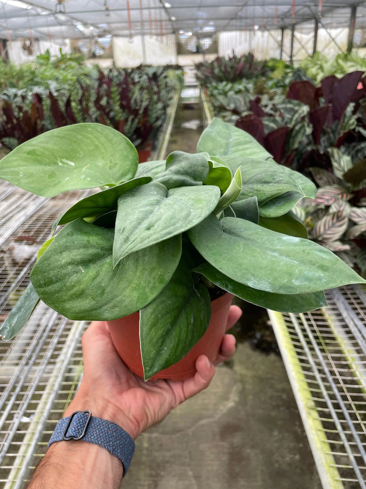 Pothos Jade Satin-American Plant Supply