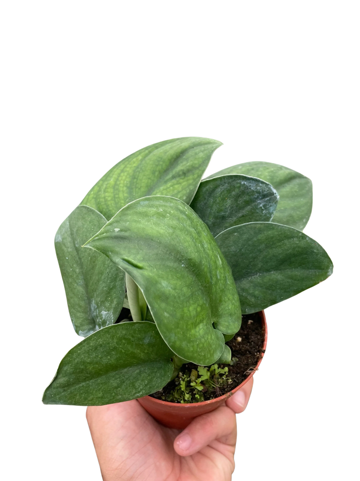 Pothos Jade Satin-American Plant Supply