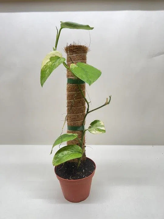 Pothos Jade Satin Albo-American Plant Supply