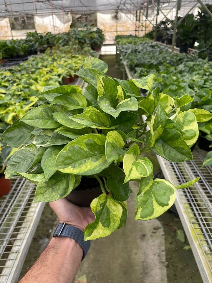 Pothos 'Lemon Meringue'-Indoor Plants-American Plant Supply