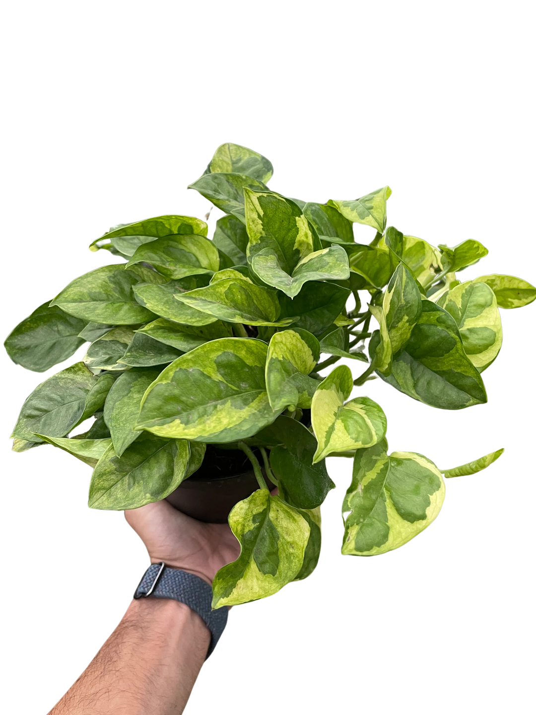 Pothos 'Lemon Meringue'-Indoor Plants-American Plant Supply