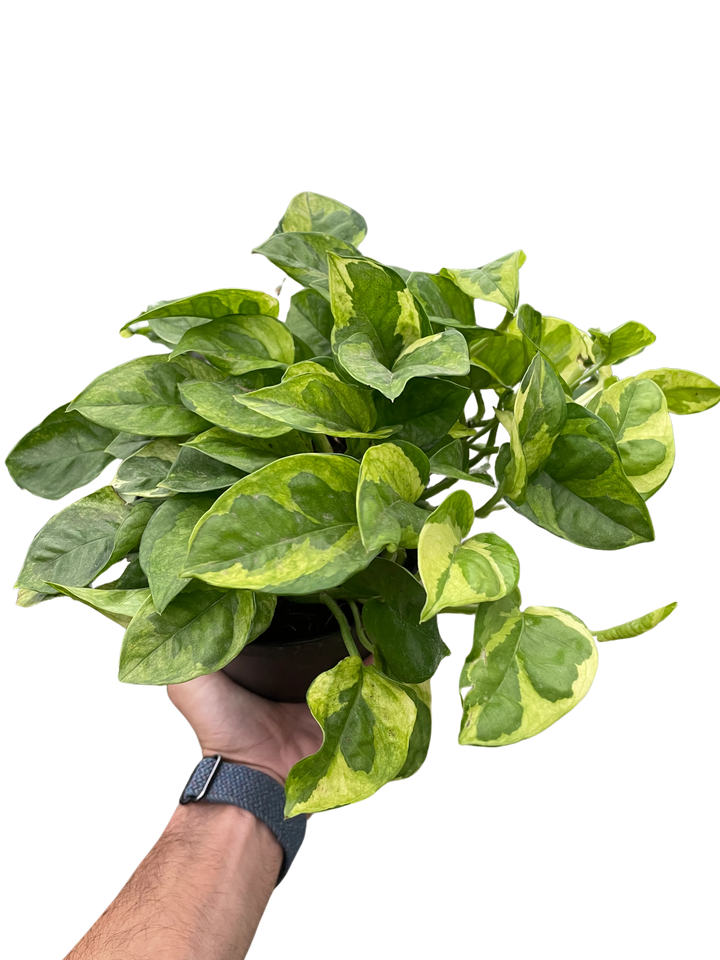 Pothos 'Lemon Meringue'-Indoor Plants-American Plant Supply