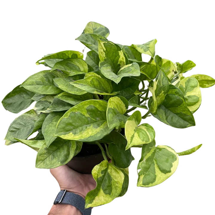 Pothos 'Lemon Meringue'-Indoor Plants-American Plant Supply