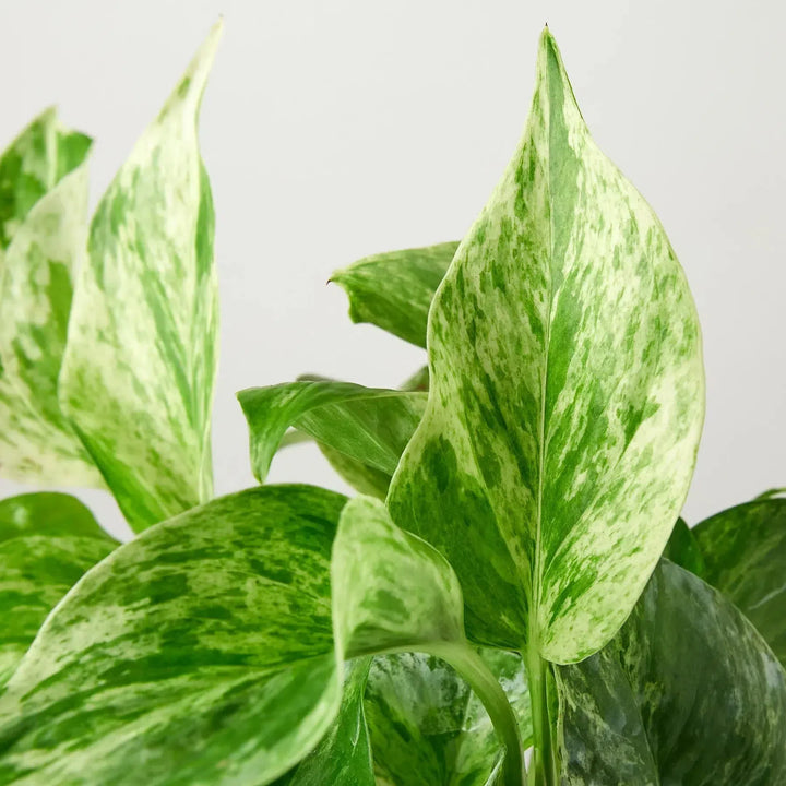 Pothos 'Marble Queen'-Indoor Plants-American Plant Supply