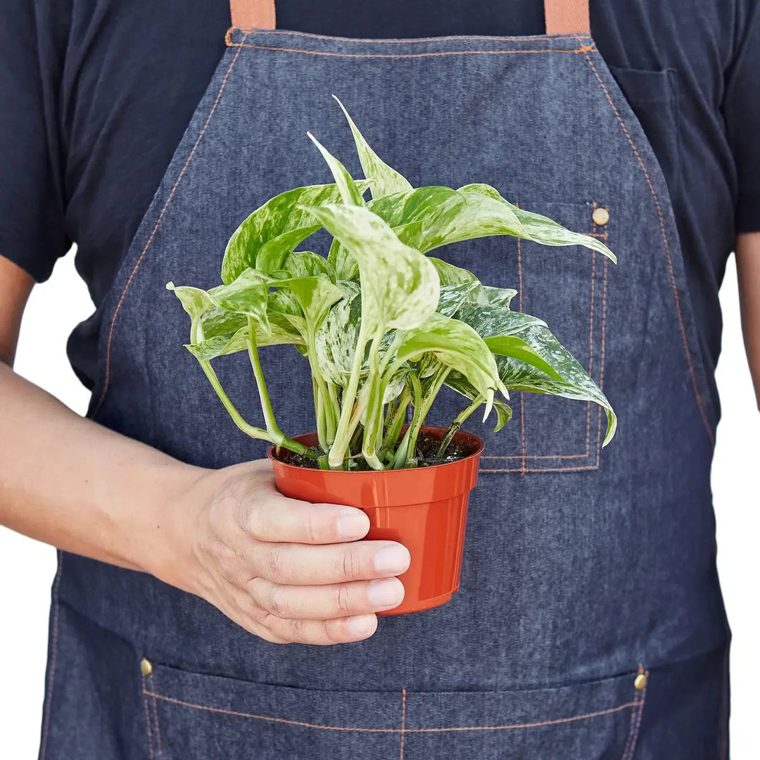 Pothos 'Marble Queen'-Indoor Plants-American Plant Supply