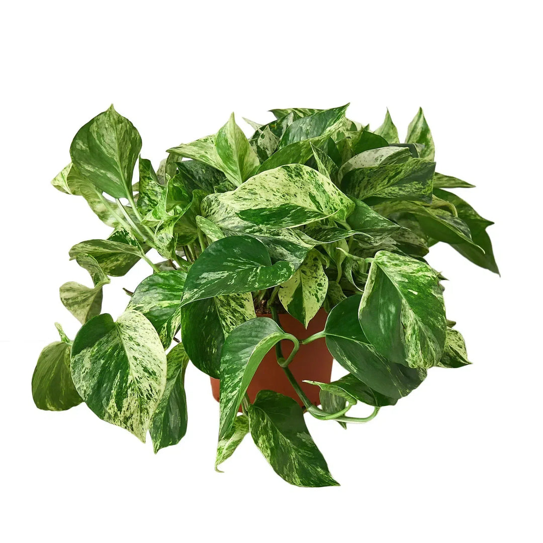 Pothos 'Marble Queen'-Indoor Plants-American Plant Supply