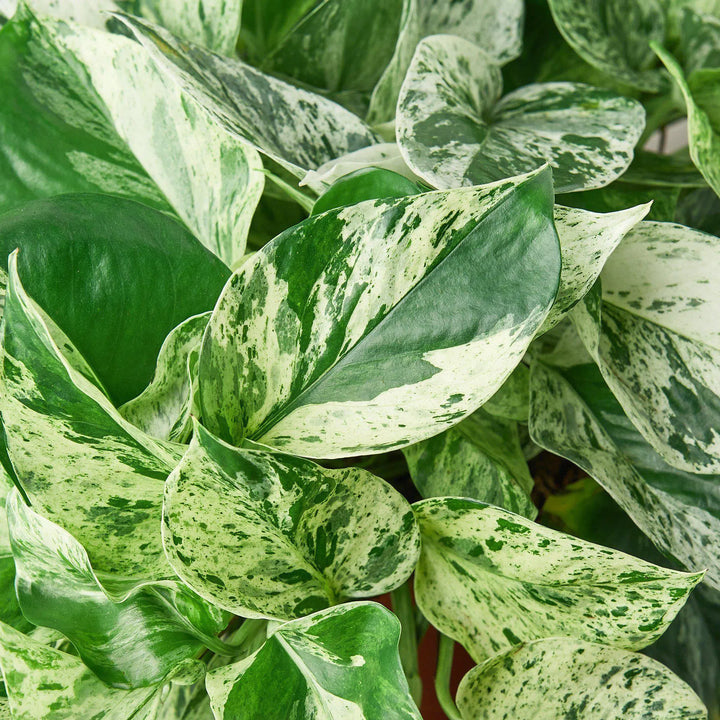 Pothos 'Marble Queen'-Indoor Plants-American Plant Supply