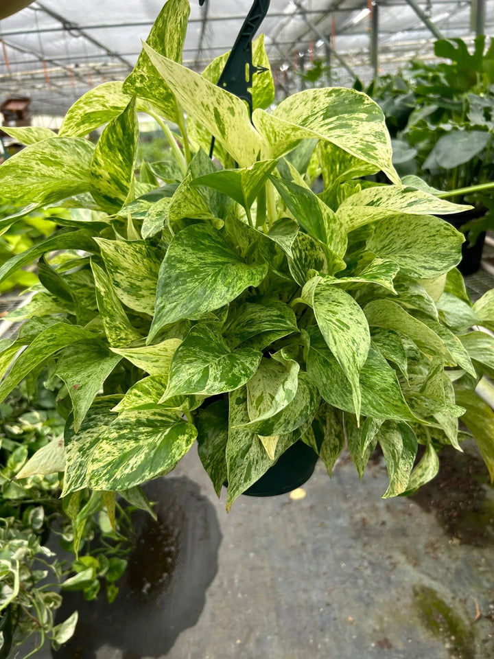 Pothos 'Marble Queen'-Indoor Plants-American Plant Supply