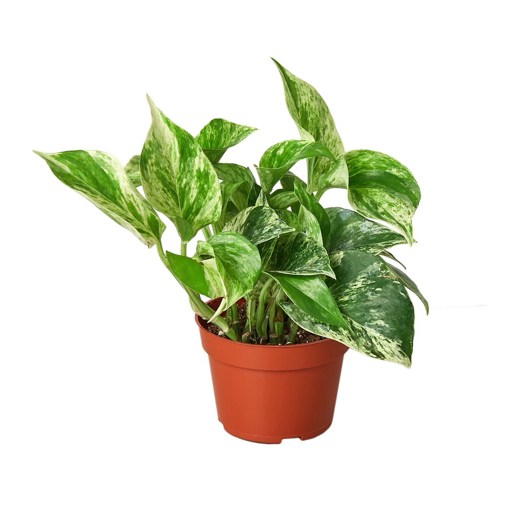 Pothos 'Marble Queen'-Indoor Plants-American Plant Supply