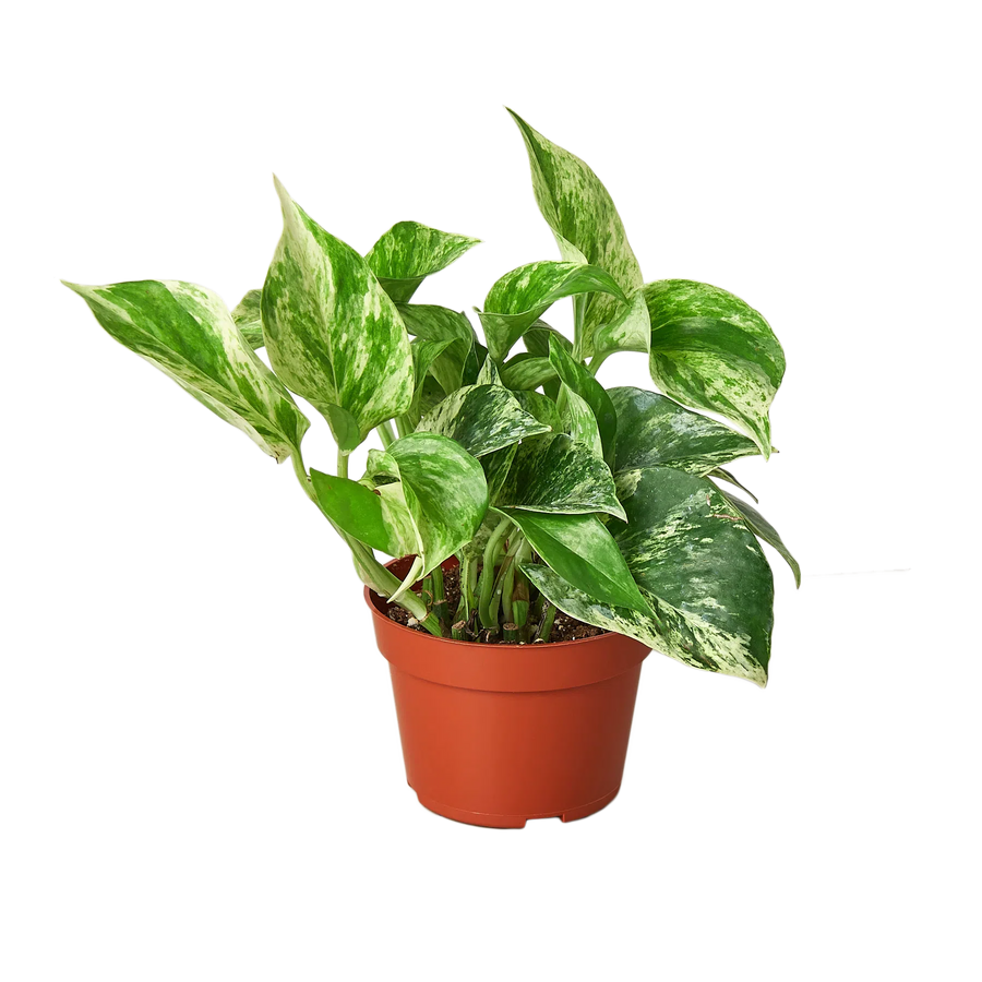 Pothos 'Marble Queen'-Indoor Plants-American Plant Supply