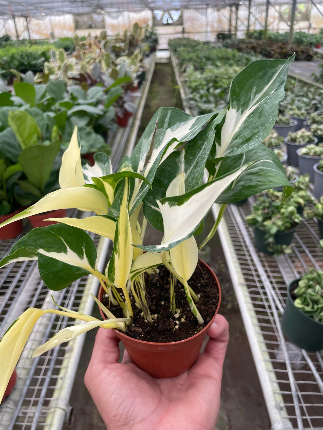 Pothos 'Mutant Manjula'-American Plant Supply