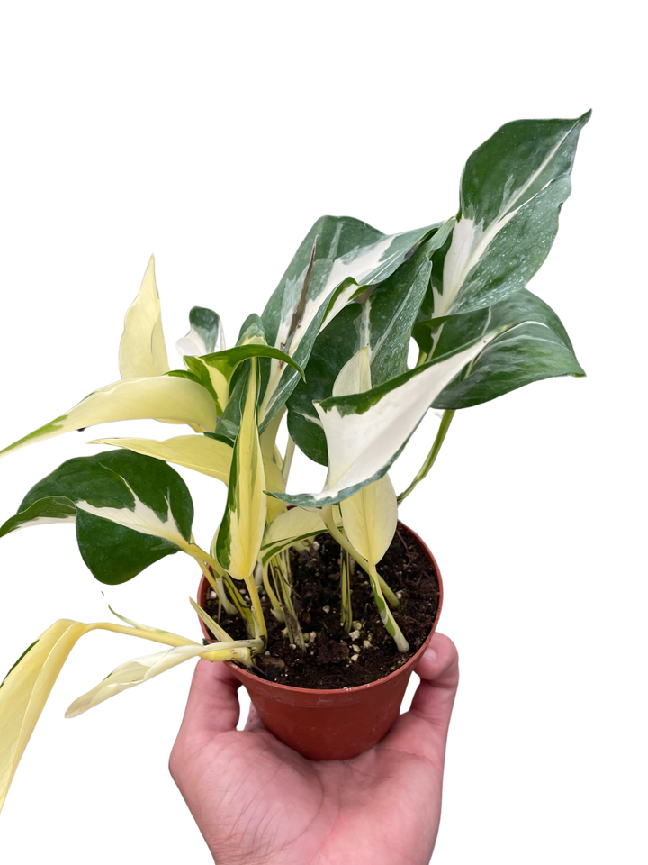 Pothos 'Mutant Manjula'-American Plant Supply