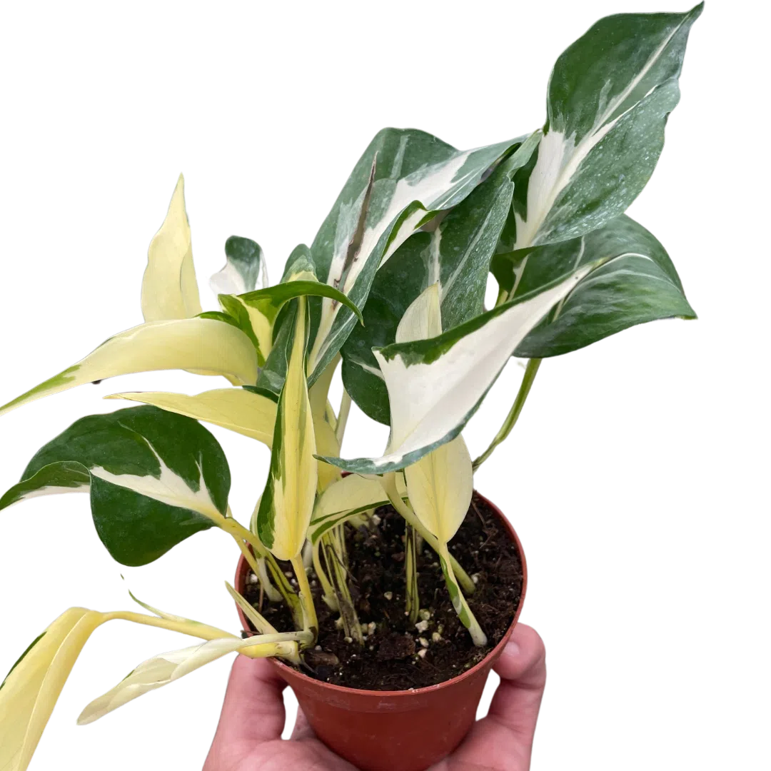 Pothos 'Mutant Manjula'-American Plant Supply