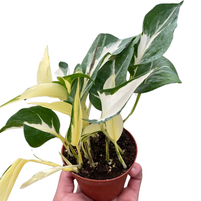 Pothos 'Mutant Manjula'-American Plant Supply