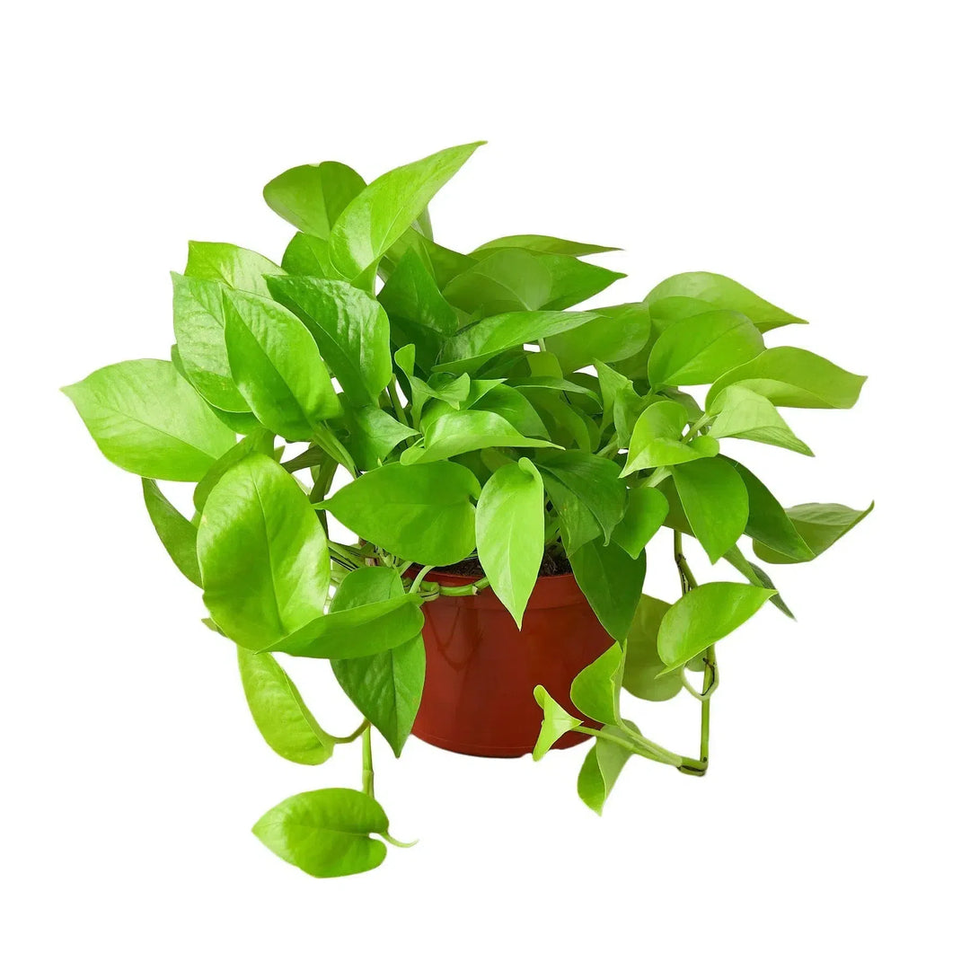 Pothos 'Neon'-Indoor Plants-American Plant Supply