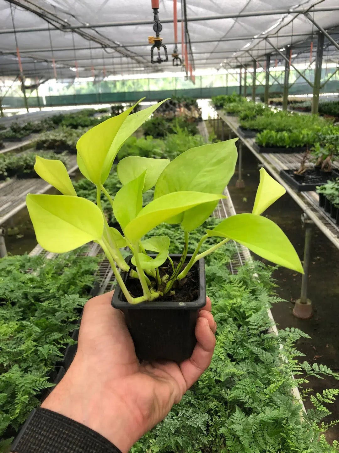 Pothos 'Neon'-Indoor Plants-American Plant Supply