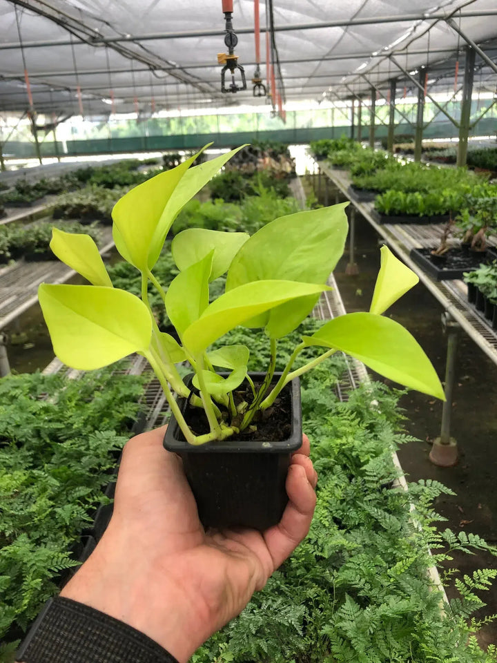 Pothos 'Neon'-Indoor Plants-American Plant Supply