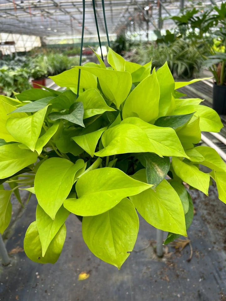 Pothos 'Neon'-Indoor Plants-American Plant Supply