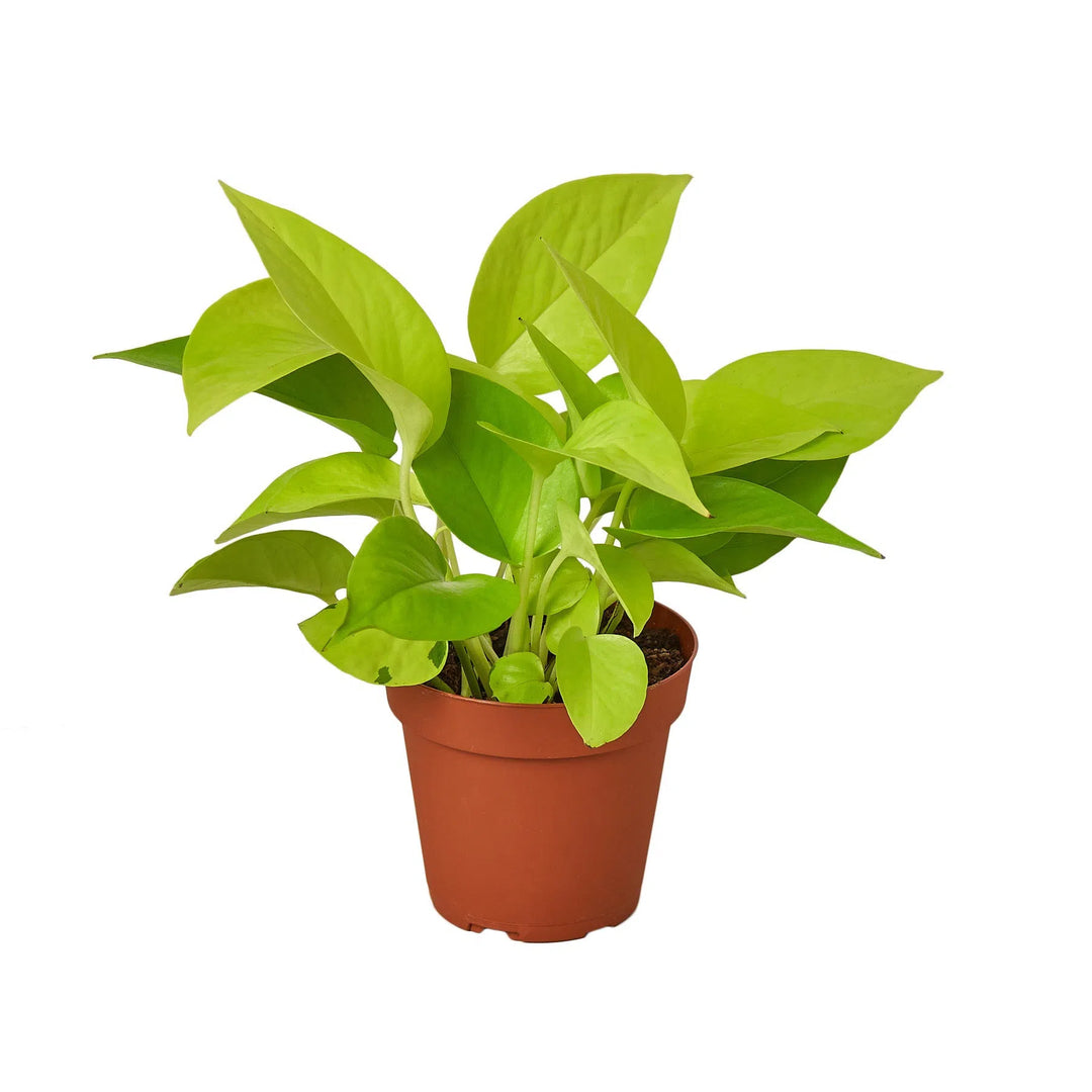 Pothos 'Neon'-Indoor Plants-American Plant Supply