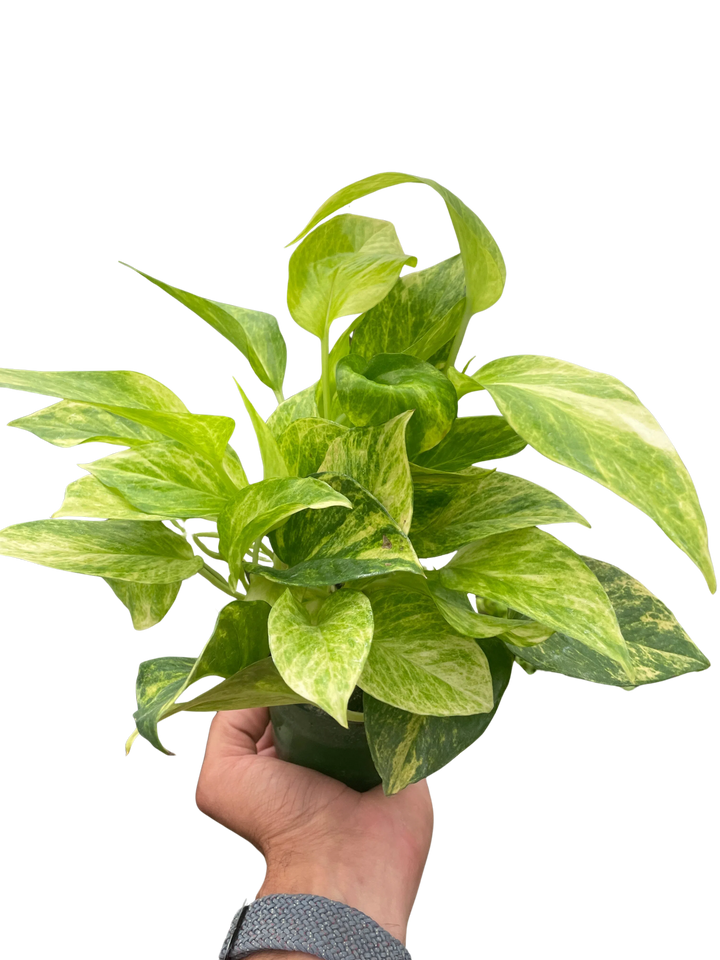 Pothos 'Neon Queen'-Indoor Plants-American Plant Supply