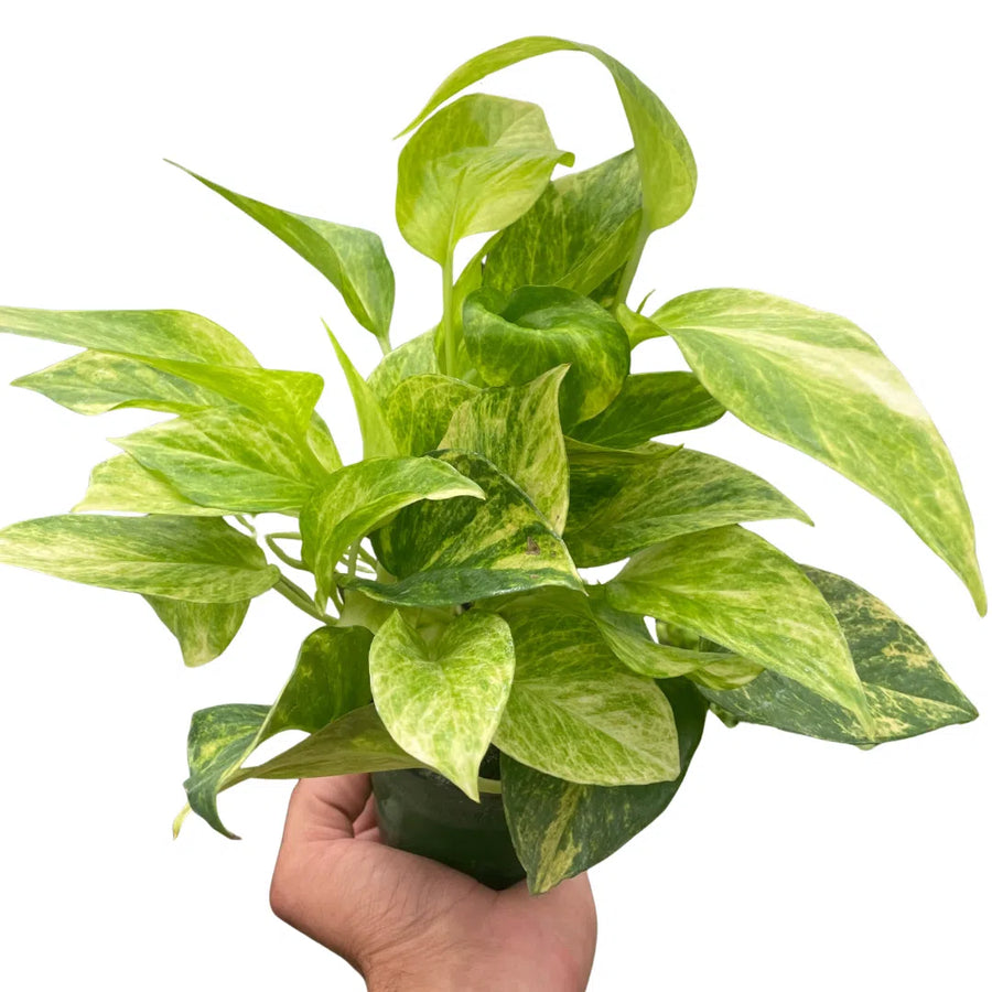 Pothos 'Neon Queen'-Indoor Plants-American Plant Supply