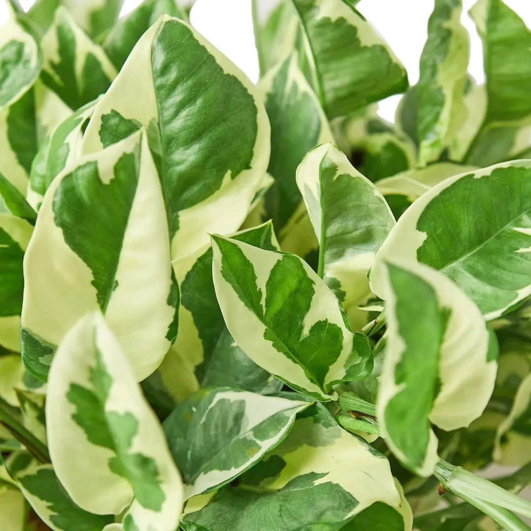 Pothos 'N'joy'-Indoor Plants-American Plant Supply