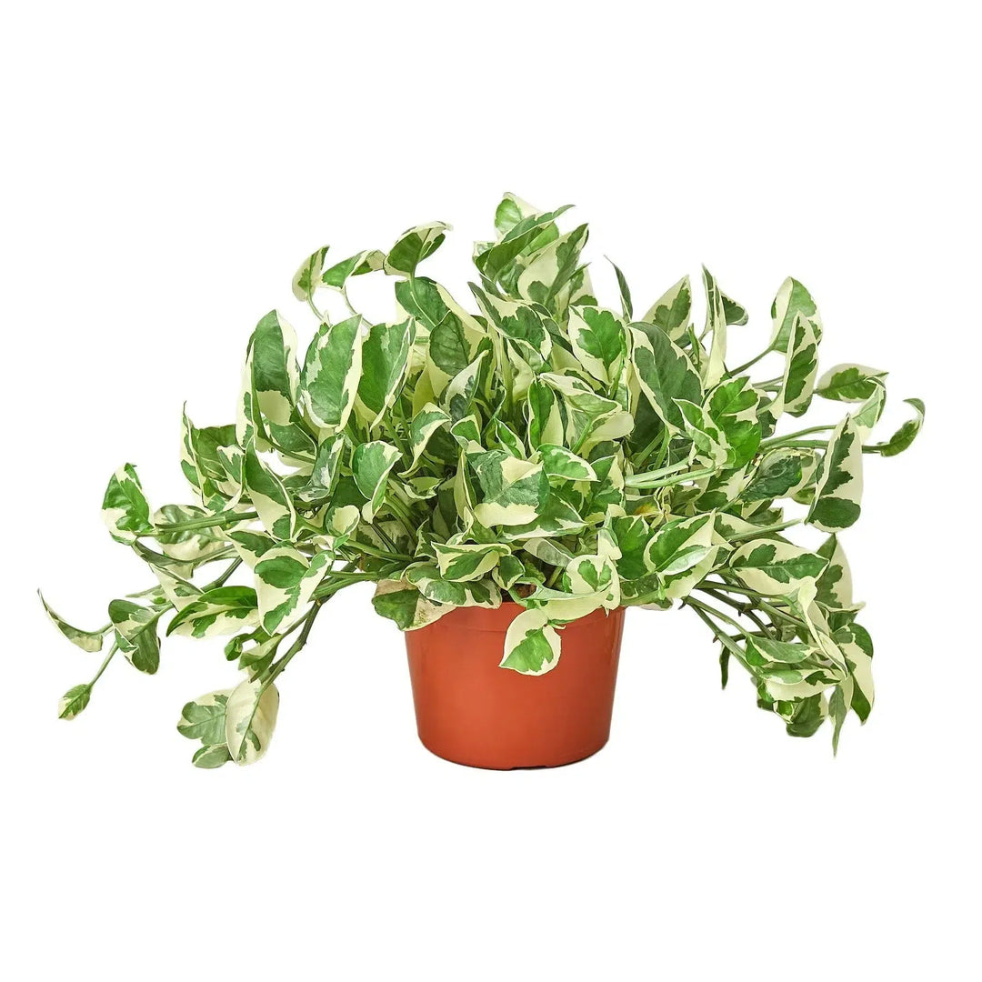 Pothos 'N'joy'-Indoor Plants-American Plant Supply