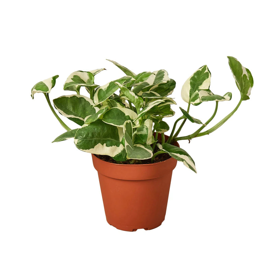 Pothos 'N'joy'-Indoor Plants-American Plant Supply