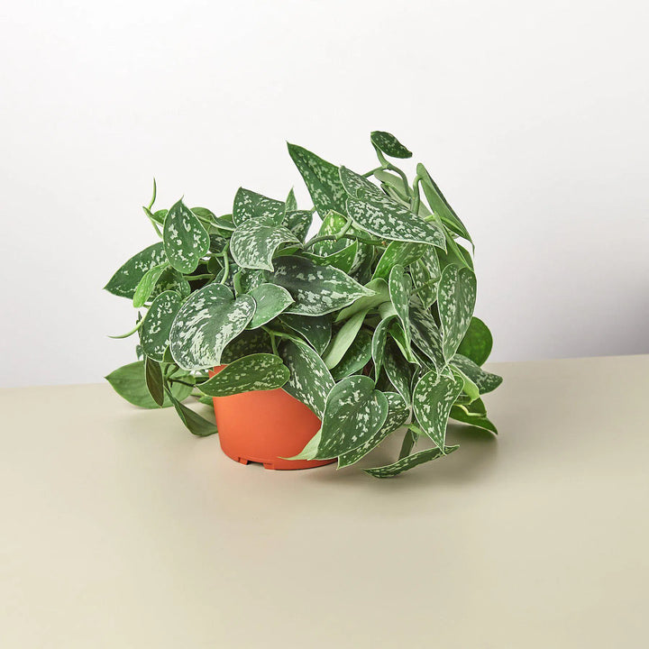 Pothos 'Satin'-Indoor Plants-American Plant Supply