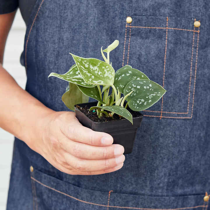 Pothos 'Satin'-Indoor Plants-3" Pot-Nursery Pot-American Plant Supply