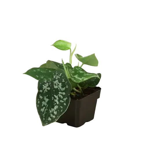 Pothos 'Satin'-Indoor Plants-American Plant Supply