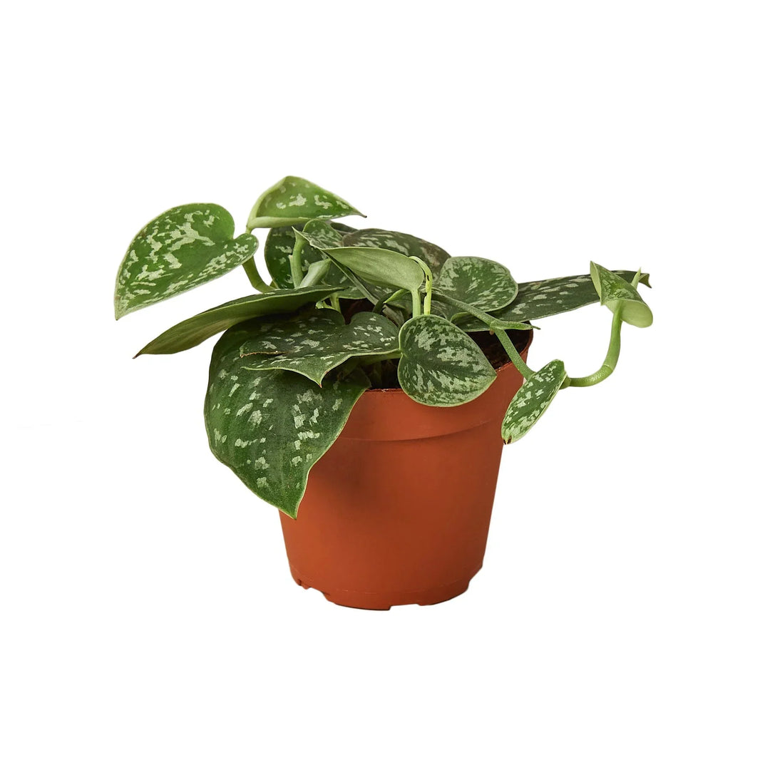 Pothos 'Satin'-Indoor Plants-American Plant Supply