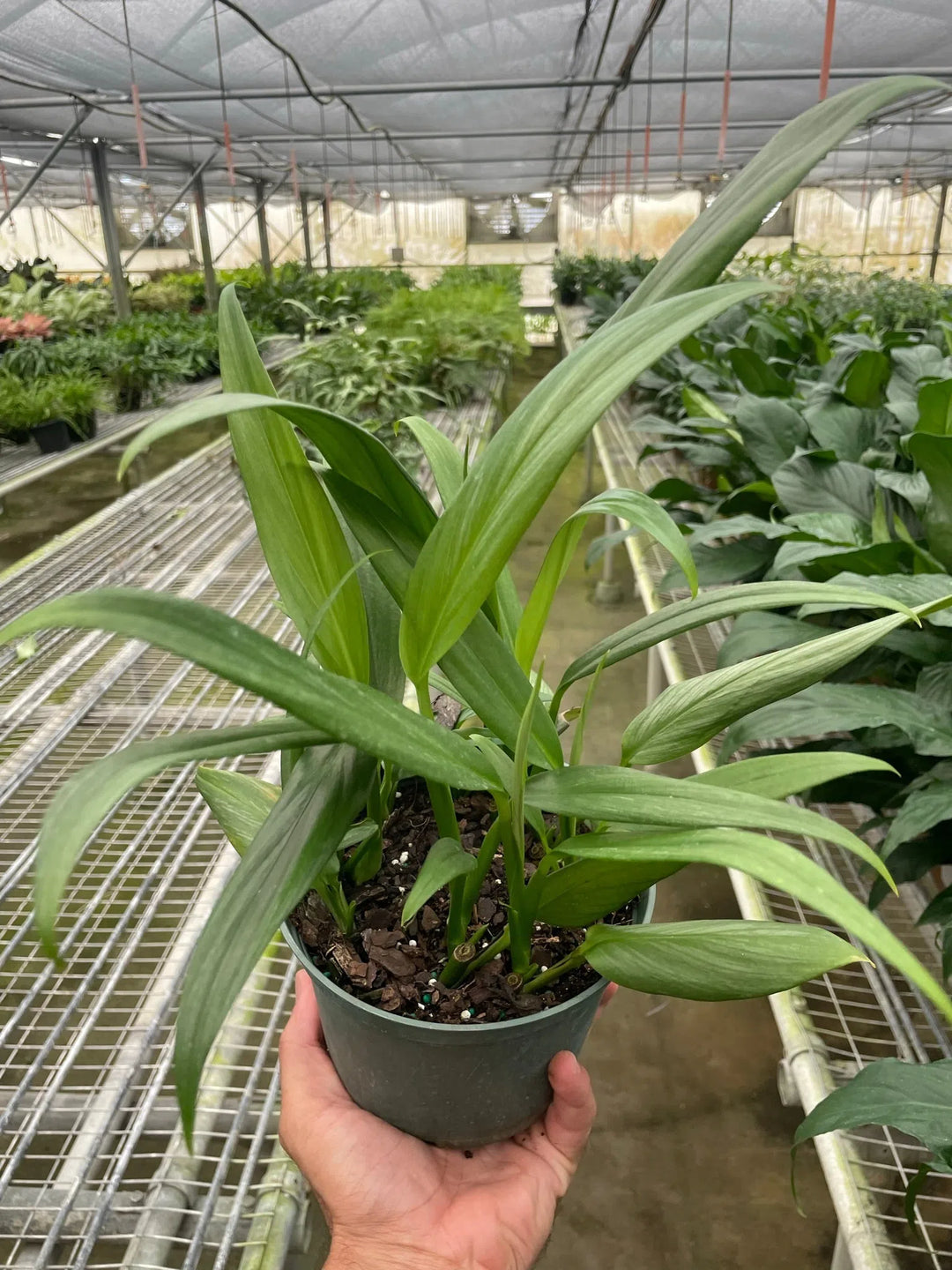 Pothos 'Silver Streak'-American Plant Supply