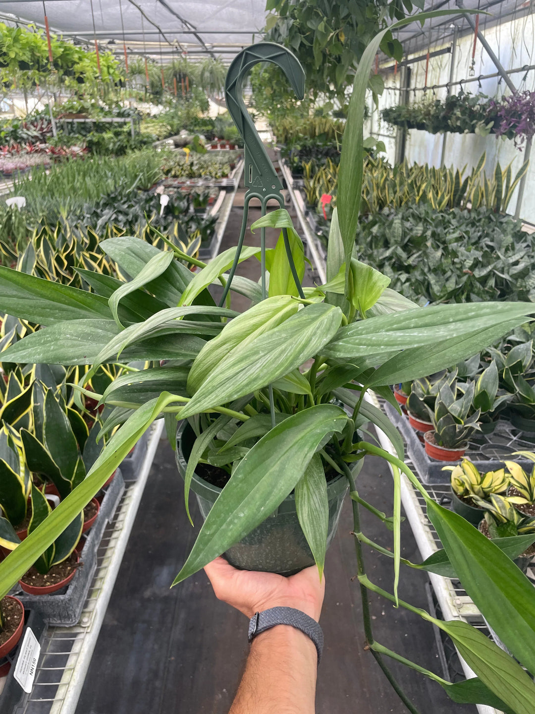 Pothos 'Silver Streak'-American Plant Supply