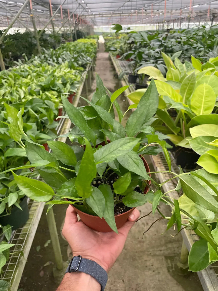 Pothos Skeleton Key-American Plant Supply