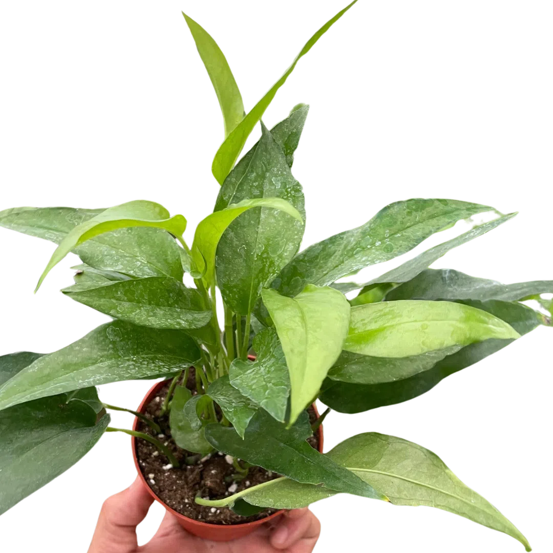 pothos skeleton key Pothos Skeleton Key exclusive at American Plant Supply