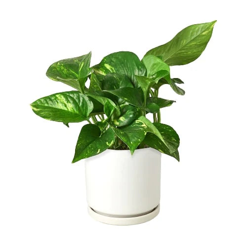 Pothos &