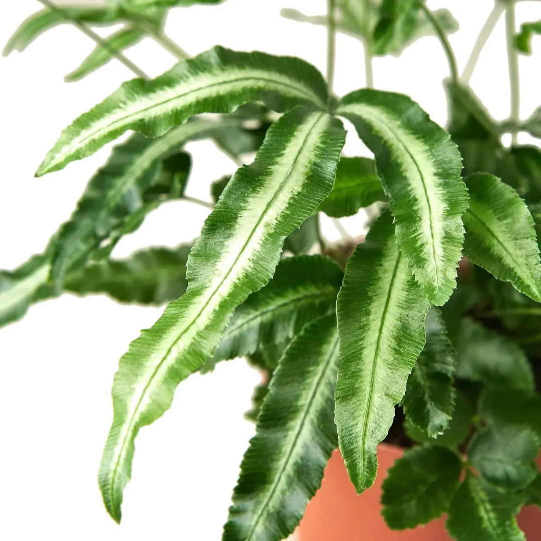 Pteris Cretica 'Albo Fern'-Indoor Plants-American Plant Supply