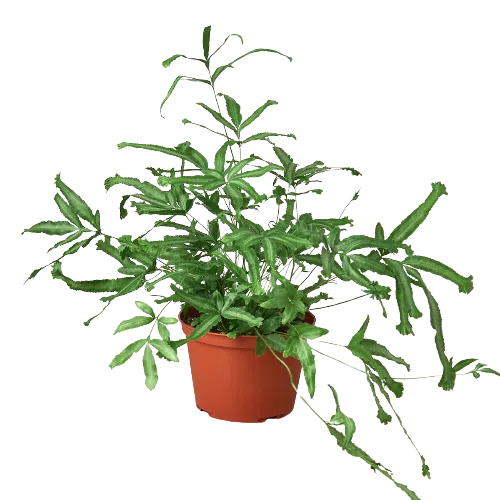 Pteris Cretica 'Mayi' Fern - 6" Pot-American Plant Supply