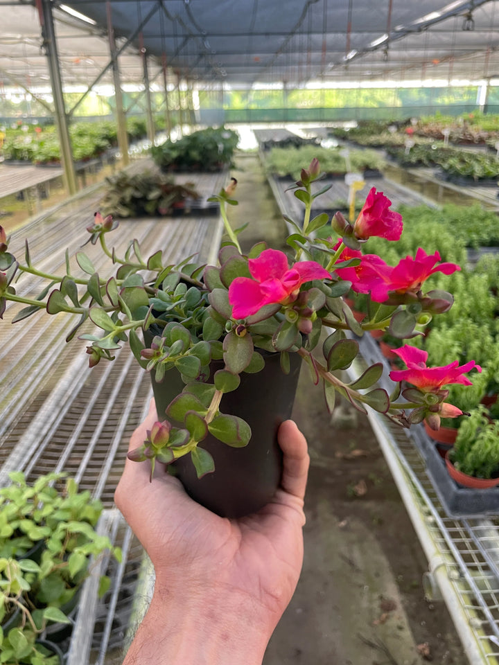 Purslane-Flowering-American Plant Supply