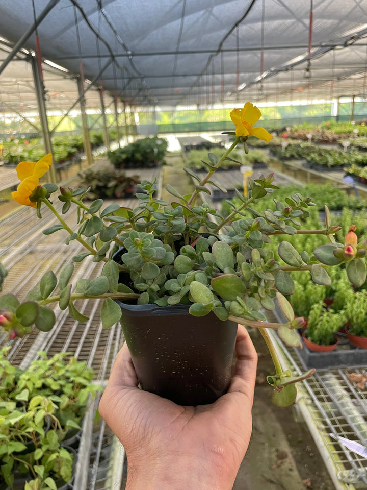 Purslane-Flowering-American Plant Supply